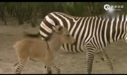 驴的交配视频,一场自然交配的视觉盛宴